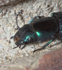 Temnoscheila acuta