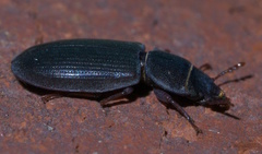 Tenebroides laticollis