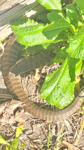 Tiger Snake sighting