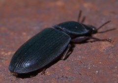 Tenebroides laticollis