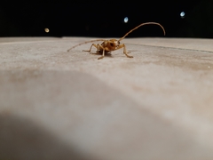 Atylostagma politum
