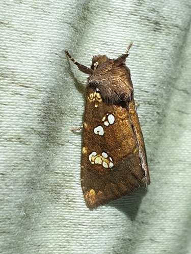 Water-hemlock Borer Moth (Papaipema birdi)