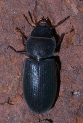 Tenebroides laticollis