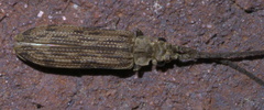 Tenomerga cinerea