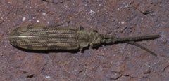 Tenomerga cinerea