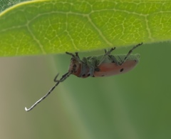 Tetraopes annulatus
