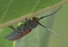 Tetraopes annulatus