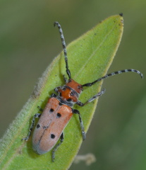 Tetraopes annulatus