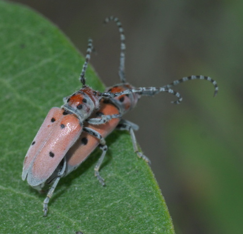 Ringed Long-horned Beetle