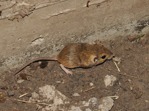Merriam's Pocket Mouse