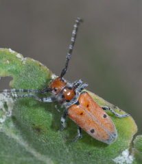 Tetraopes annulatus