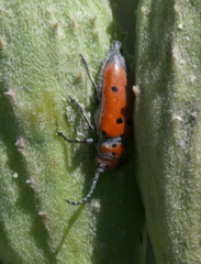 Tetraopes annulatus