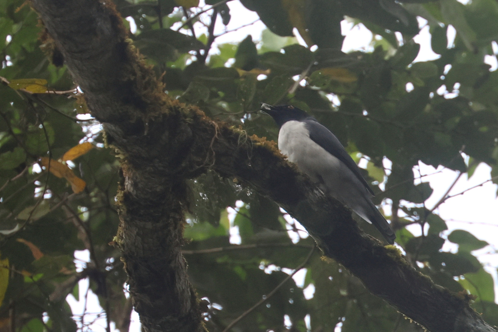 Kepudang-sungu kerdil (Coracina abbotti)