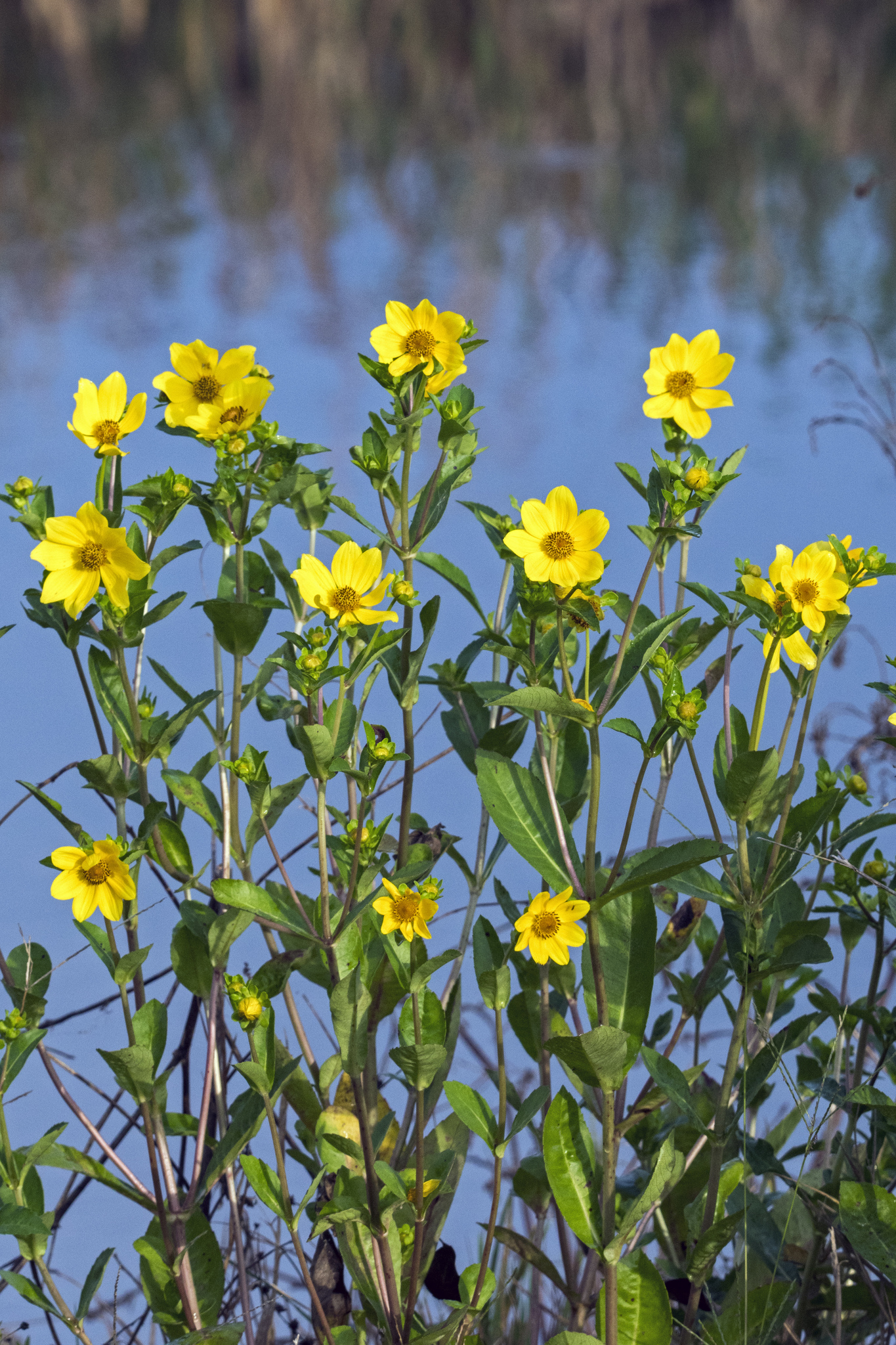 Bidens laevis