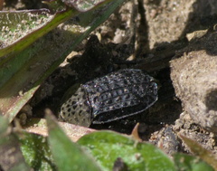 Thanatophilus lapponicus