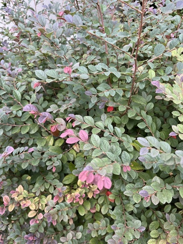 Chinese fringe flower