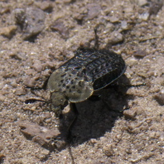 Thanatophilus lapponicus