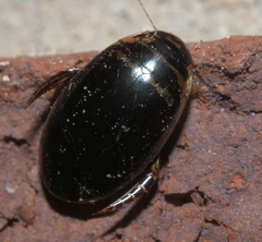 Thermonectus basillaris