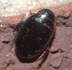 Thermonectus basillaris