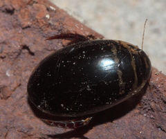 Thermonectus basillaris