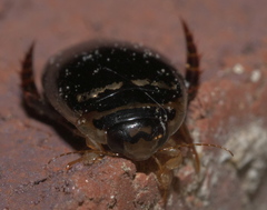 Thermonectus basillaris
