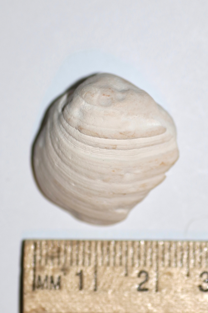 Brown Rangia from Dauphin Island, AL 36528, USA on September 6, 2025 at ...
