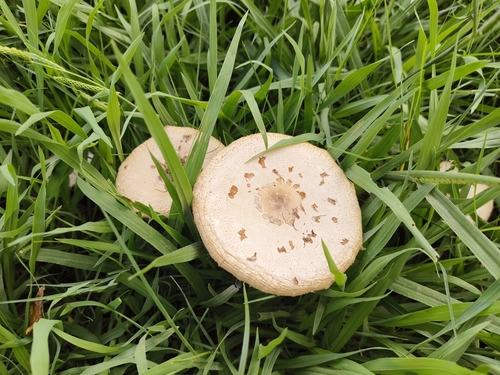 Chlorophyllum molybdites