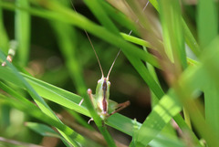 Conocephalus longipes