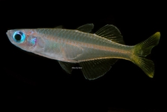 Raja Sailfin Silverside photo 1