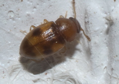 Toramus pulchellus