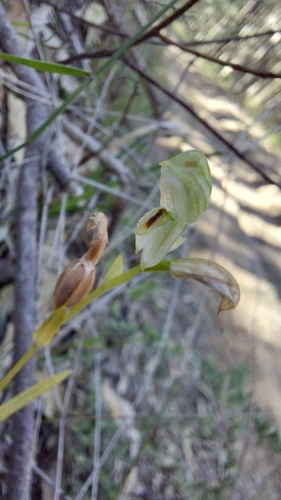 Tall Greenhood (Pterostylis longifolia)