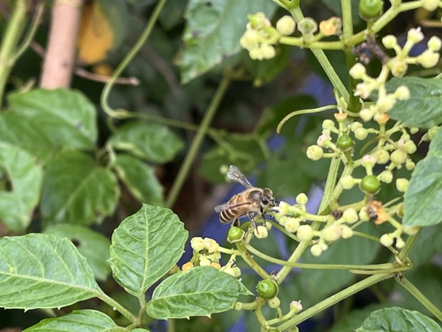 Asian Honey Bee