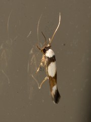 Stathmopoda mannophora