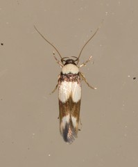 Stathmopoda mannophora