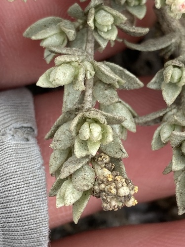 Watson's Saltbush (Atriplex watsonii)