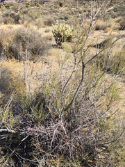 Ericameria paniculata