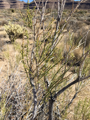 Ericameria paniculata