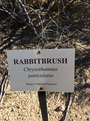 Ericameria paniculata