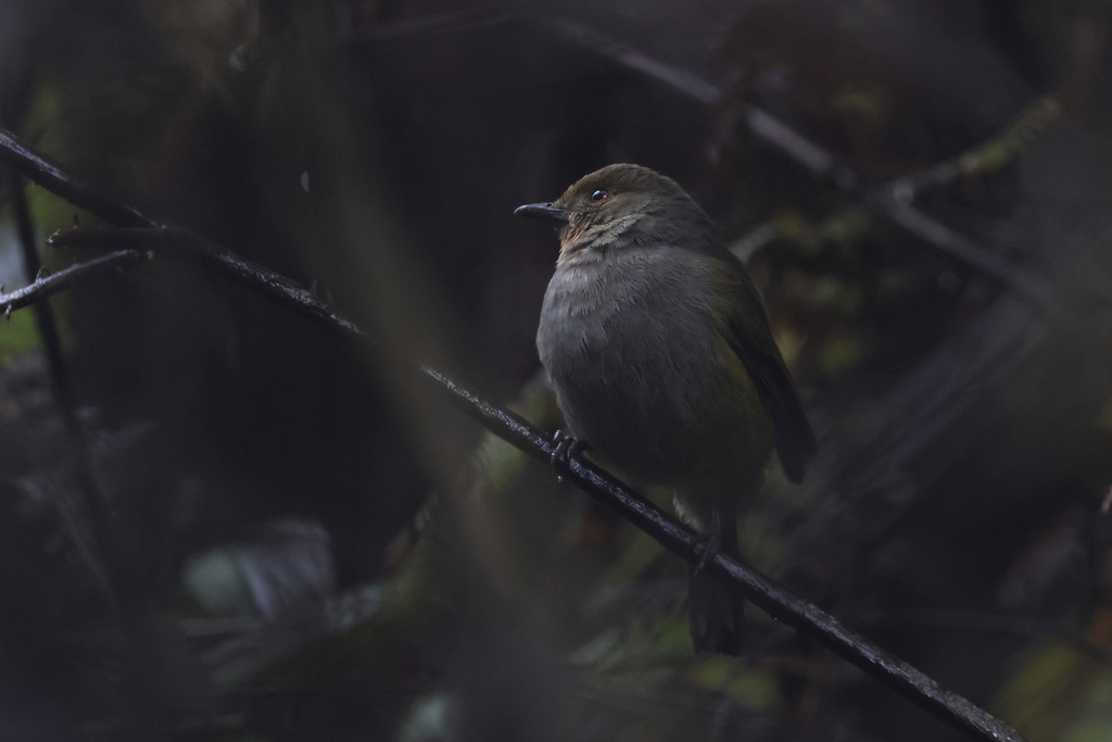 Hylocitrea (Hylocitrea bonensis)