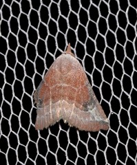 Mataeomera mesotaenia