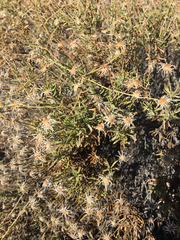 Ericameria linearifolia