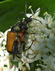 Trigonarthris atrata