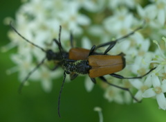 Trigonarthris atrata