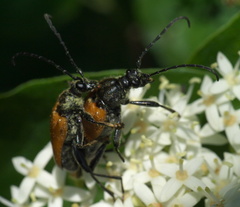 Trigonarthris atrata