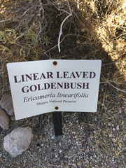 Ericameria linearifolia