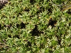 Azorella trifurcata
