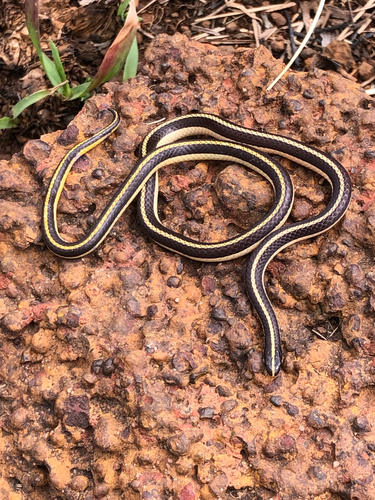 Striped Harlequin Snake