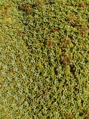 Bolax gummifera
