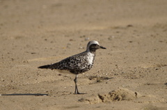 Pluvialis squatarola