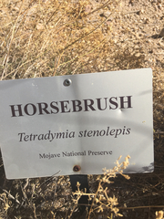 Tetradymia stenolepis
